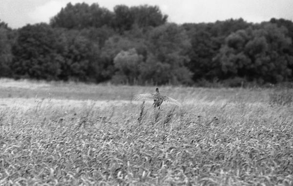 54-NB-envole-de-faisans.jpg