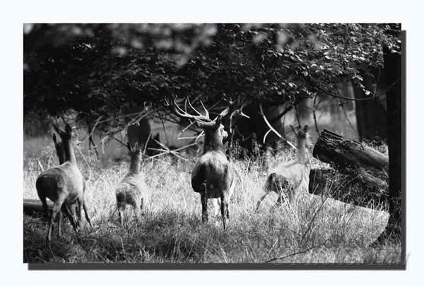 06-cerf-harde.jpg
