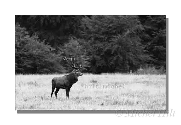 08-cerf-sur-place-de-brame.jpg