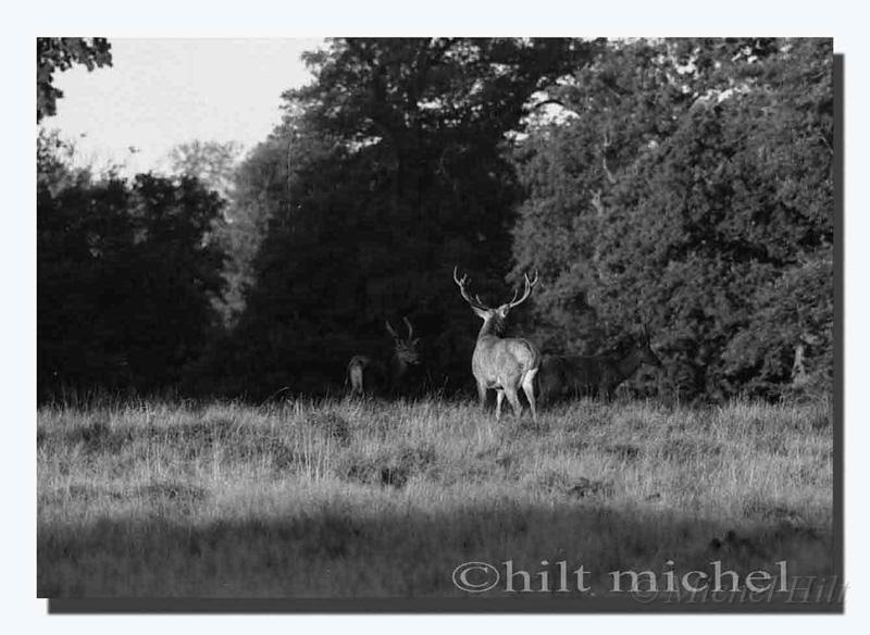 13-cerf-repoussant-un-dague.jpg