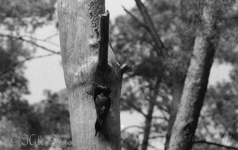 31-pic-noir.jpg