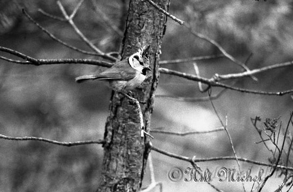 59-NB-mesange-huppee-8-copie.jpg
