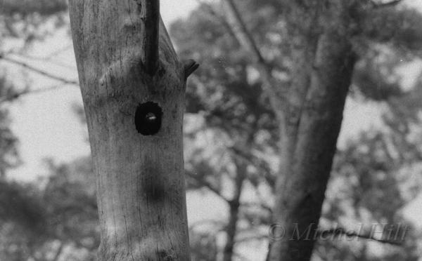 62-NB-pic-noir-au-nid.jpg