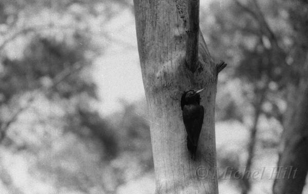 65-NB-pic-noir-au-nid.jpg