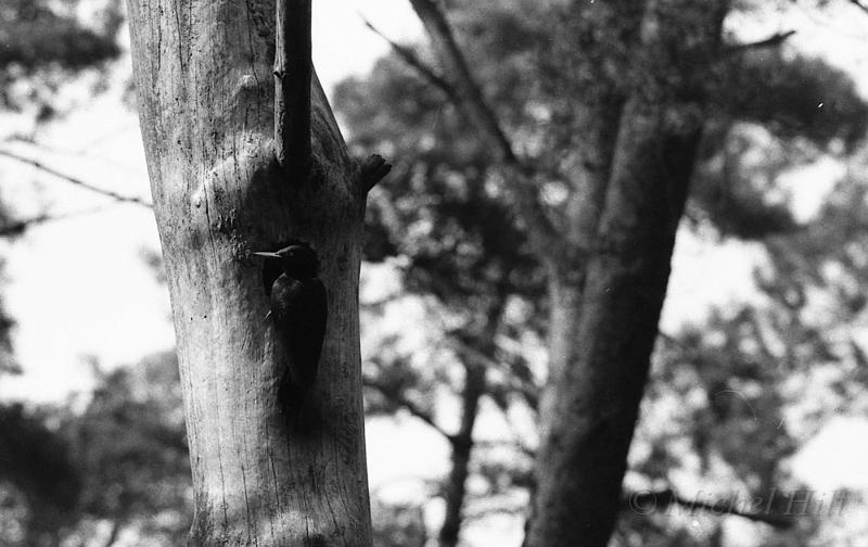 67-NB-pic-noir-au-nid-12.jpg