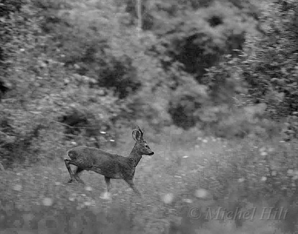 70-chevreuil-brocard-Capreolus-capreolus.jpg