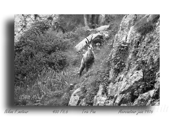 7-chamois.jpg