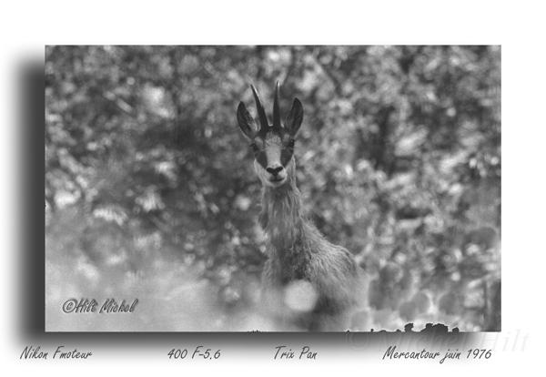 8-chamois.jpg