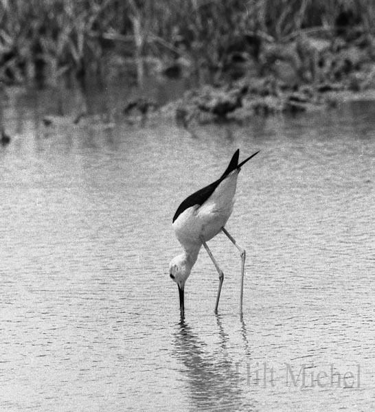 04-NB-echasse-blanche.jpg