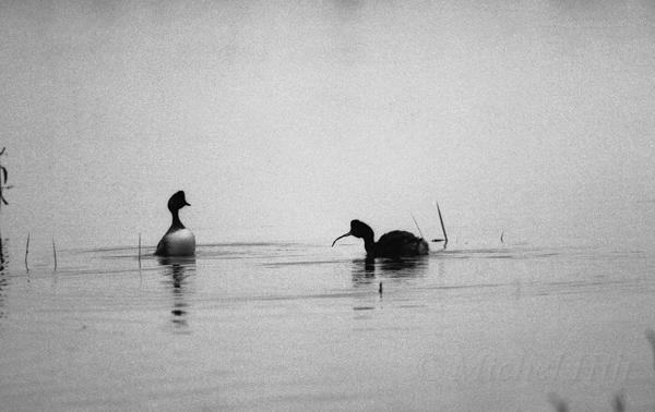 05-NB-grebe-a-cou-noir-parade.jpg