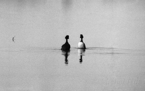 06-NB-grebe-a-cou-noir-parade-nuptiale-1.jpg