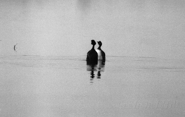 07-NB-grebe-a-cou-noir-parade-nuptiale-2.jpg