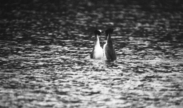 12-NB-grebe-parade.jpg