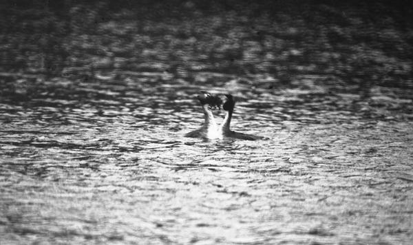 13-NB-grebe-parade-0.jpg