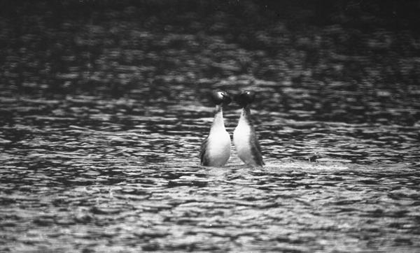 14-NB-grebe-parade-1.jpg