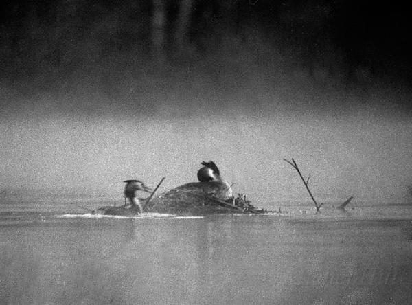 15-NB-grebe-au-nid.jpg