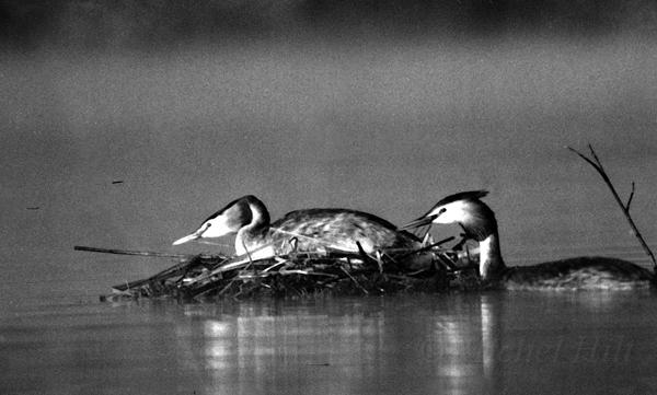 16-NB-grebe-au-nid-6.jpg