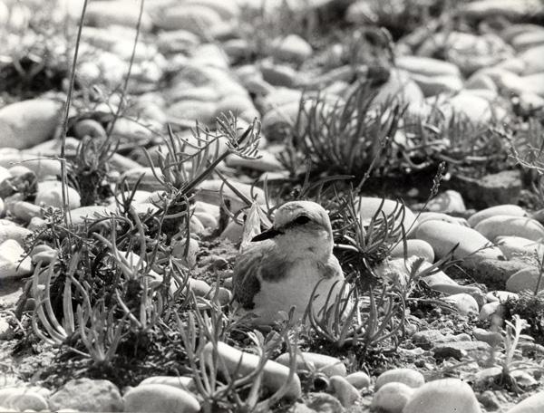 19-gravelot-a-collier-interompu.jpg