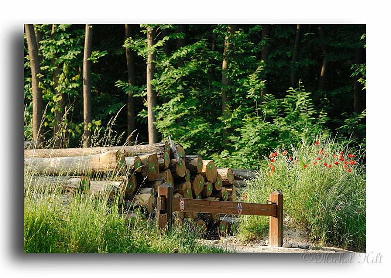 01-Entree-de-la-foret-MH01877.jpg