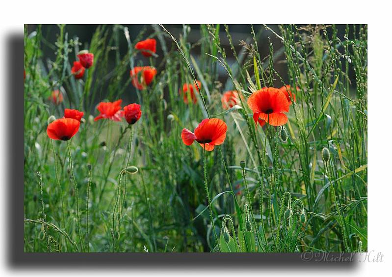 02-MH01854-coquelicots.jpg
