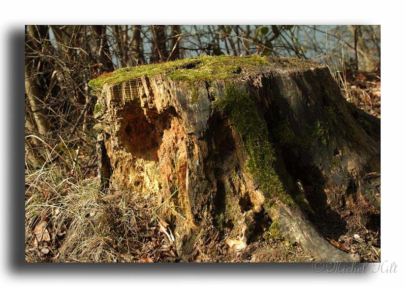 05-indices-de-la-presence-de-pics-essentiellement-quatre-dans-ma-region-qui-sont-les-pics-verts-noirs-epeiche-epeichette-DSCF2692_1.jpg