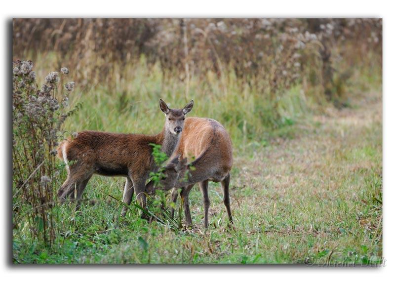 103-MH04070-biche-&-son-faon-cervus-elaphus_1.jpg