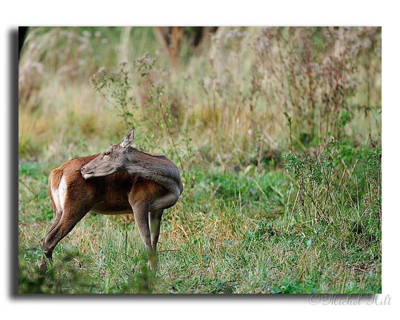 105-MH04091-biche-cervus-elaphus.jpg