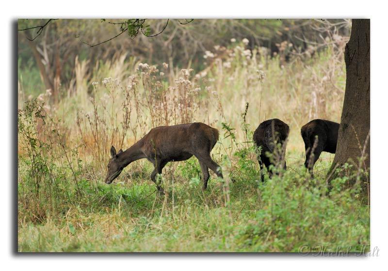 106-MH04626-cerf-elaphe-cerfus-elaphus.jpg