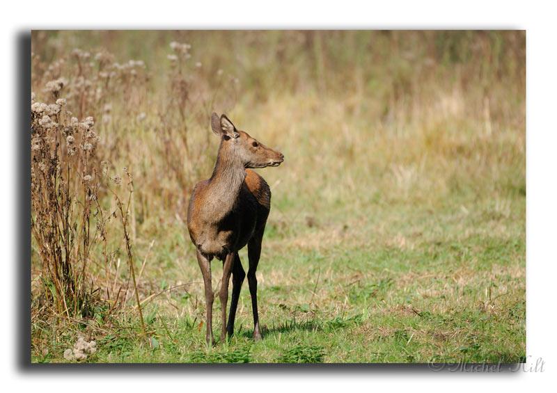111-MH04703-cerf-elaphe-cerfus-elaphus.jpg