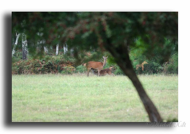 113-MH0129-biche-&-son-faon.jpg