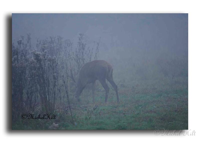 116-MH04567-cerf-elaphe-cerfus-elaphus.jpg