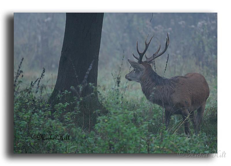 119-MH04563-cerf-elaphe-cerfus-elaphus.jpg