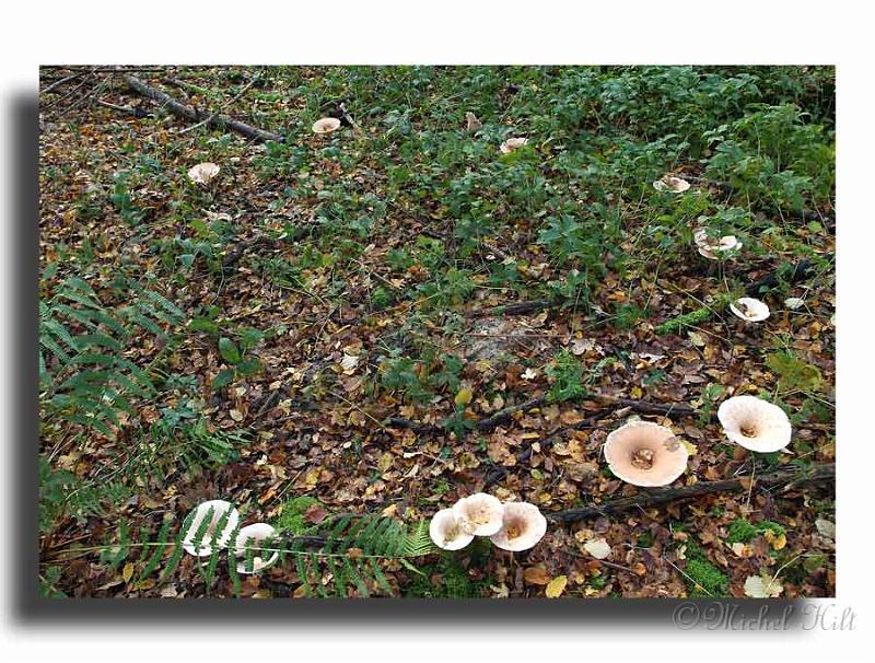 124-DSCF0025_1-Clitocybe-gibba.jpg