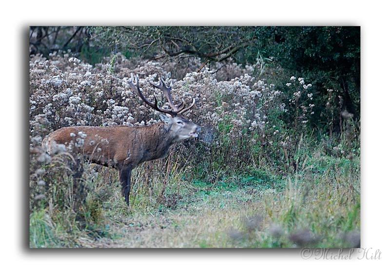 125-MH04100-cerf-elaphe-cervus-elaphus.jpg