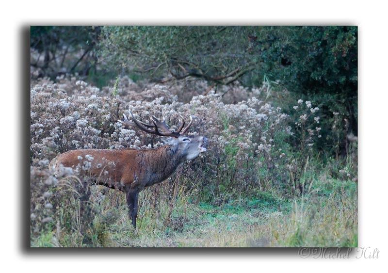 126-MH04098-cerf-elaphe-cervus-elaphus.jpg