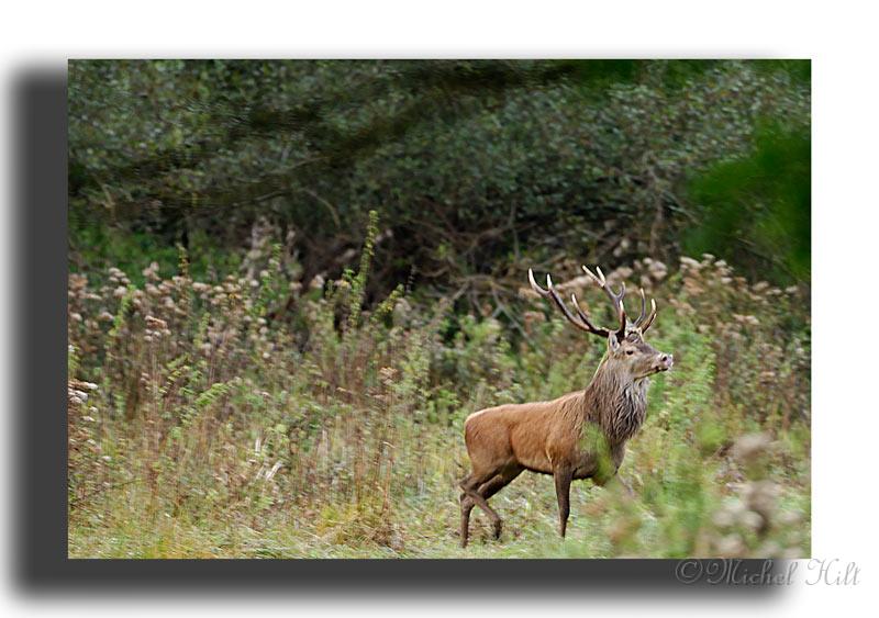 129-MH04026-cerf-elaphe-cervus-elaphus_1.jpg