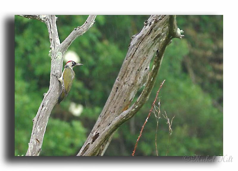 13-pic-vert-femelle-sous-la-pluie-HM00820-pic-vert-picus-viridis_copy.jpg