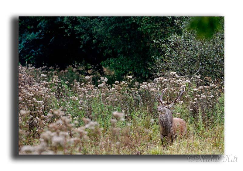 130-MH04021-cerf-elaphe-cervus-elaphus.jpg