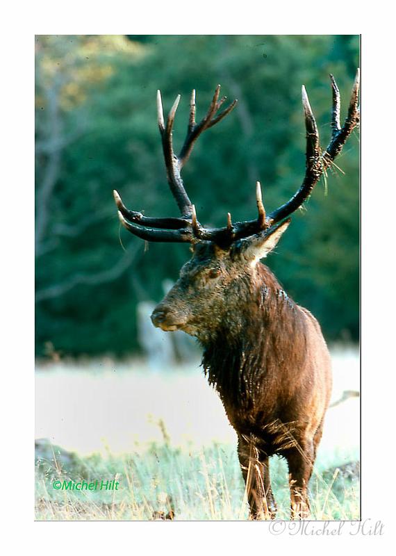 135-cerf-apres-la-souille-copie-dia-kodack-64-asa.jpg