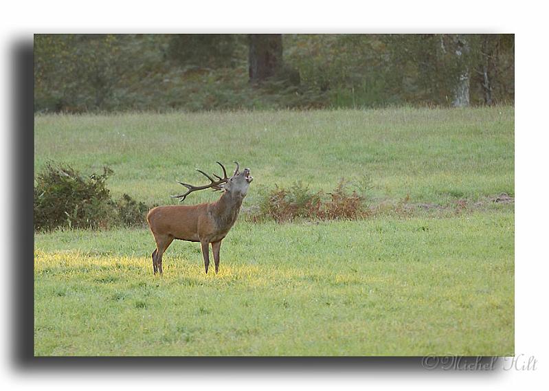 136-MH0116-cerf-elaphe-cervus-elaphus.jpg