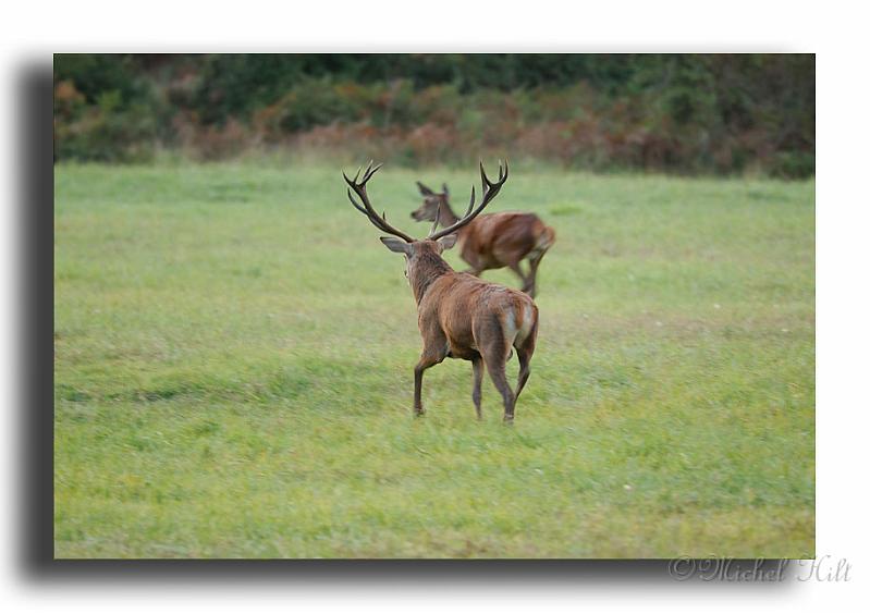 137-MH0121-biche-&-cerf-elaphe-cervus-elaphus.jpg