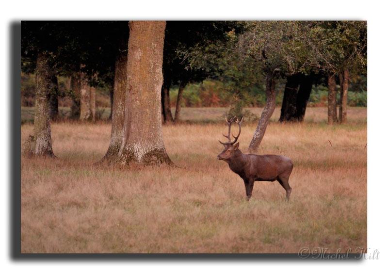 141-MH03909-cerf-elaphe-cervus-elaphus.jpg