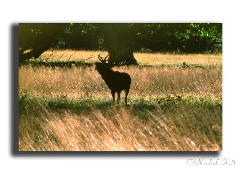 142-cerf-au-brame-copie-kodachrome.jpg