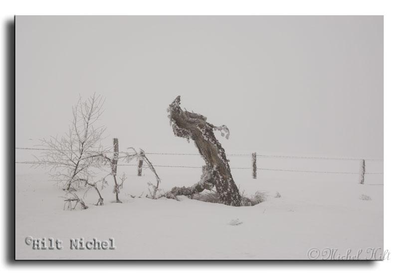 180-RSC0019-un-vieil-...arbre-qui-lutte-contre-le-vent.jpg