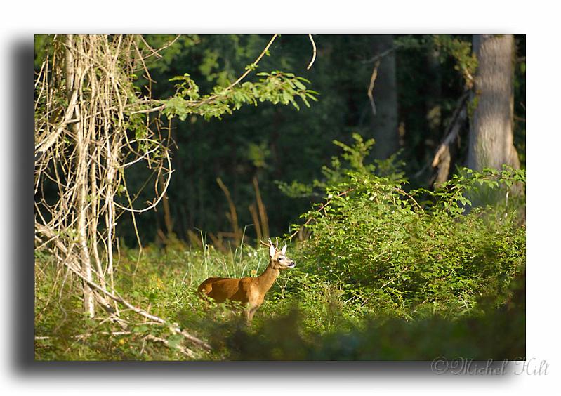 202-brocard-Capreolus-capreolus-280.jpg