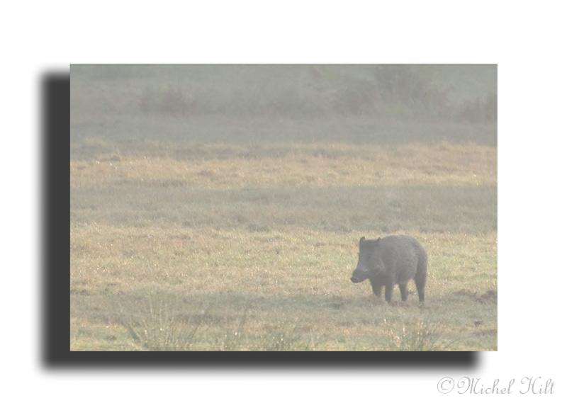 207-HMO1963sanglier-(Sus-scrofa).jpg