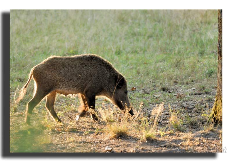 208-HMO2061sanglier-(Sus-scrofa).jpg