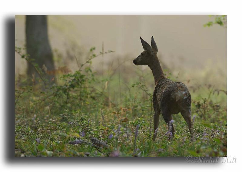 21-les-animaux-ont-une-ecxellente-memoire-visuelle-de-leur-environnement-MH0277-chevrette-Capreolus-capreolus-.jpg