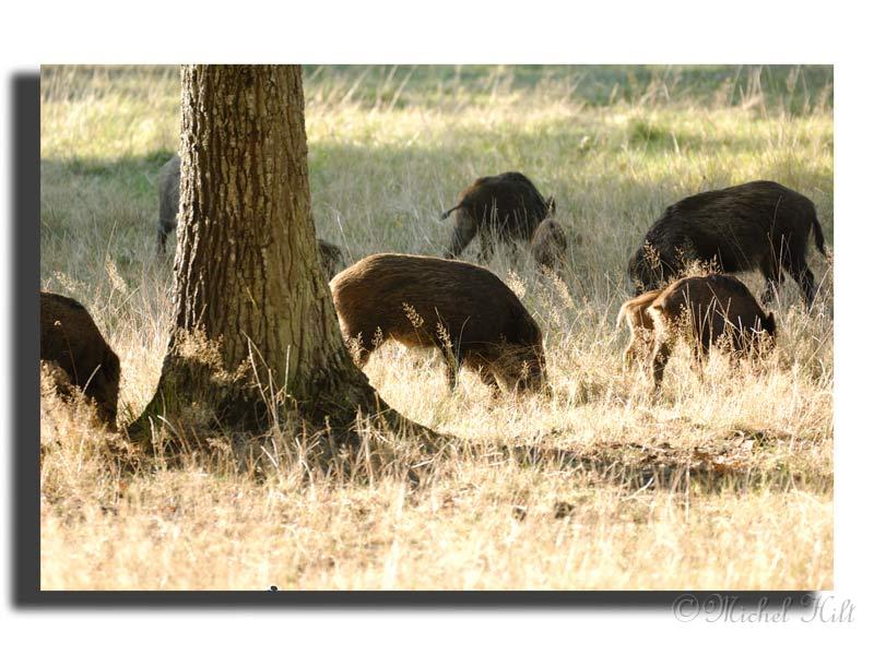 210-HMO2015sanglier-(Sus-scrofa).jpg