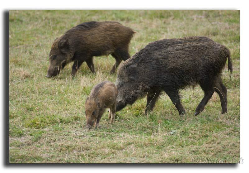 214-MH03882-sanglier-(Sus-scrofa).jpg